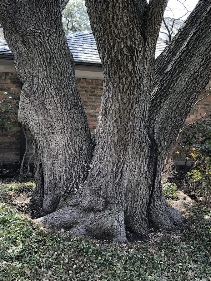 Mature heritage tree close to a Bear Creek property cared for by certified arborists